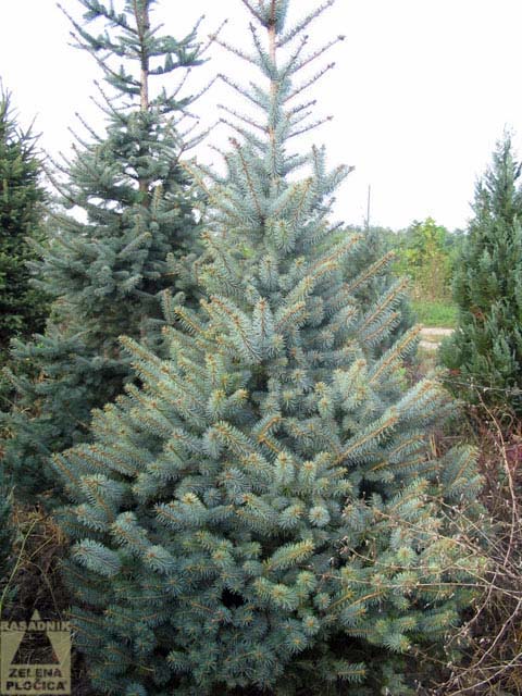  Plava smrča Picea pungens 'Kaibab'